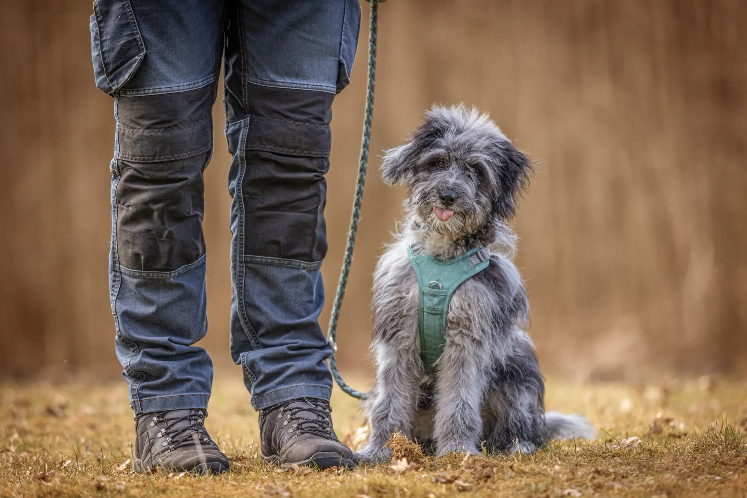 Ein junger Hund mit Geschirr sitzt neben den Beinen seines Halters