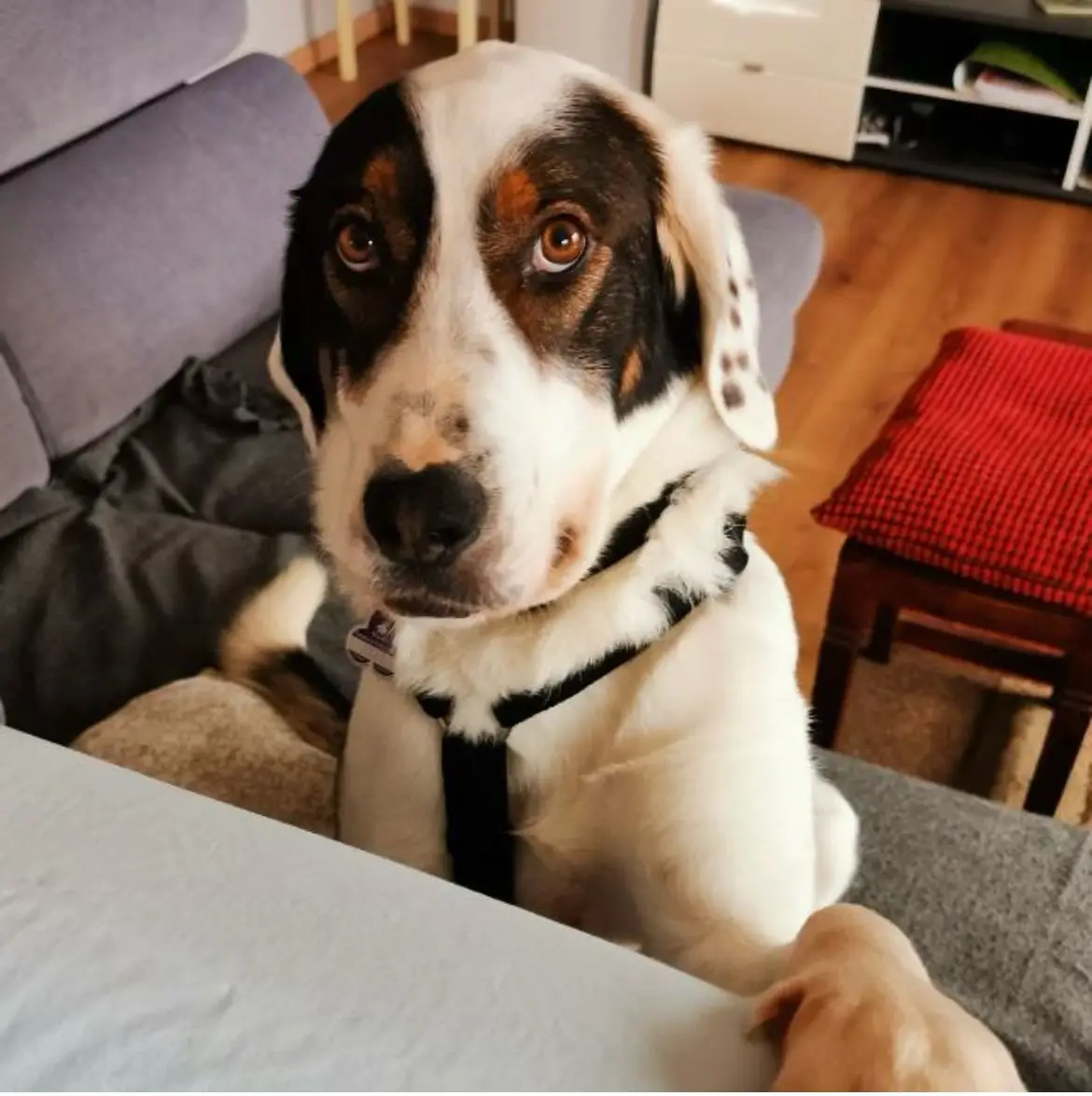 Hund posiert für die Kamera, schaut in die Linse