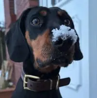 Hund posiert für die Kamera, schaut in die Linse