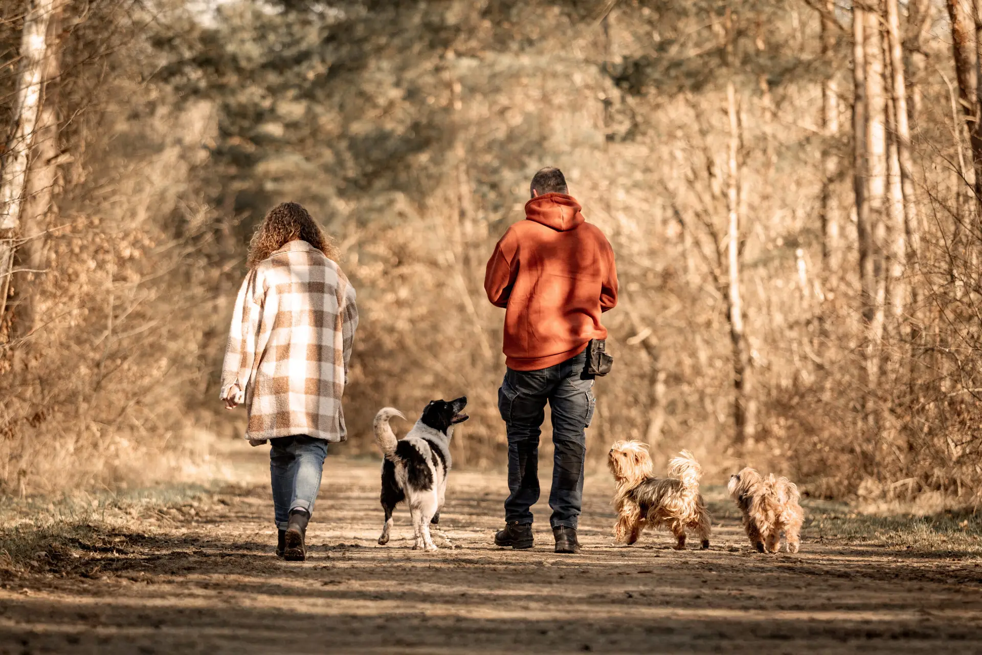 Sandra und Meik von der Hundeschule Klippo spazieren mit drei Hunden durch den Wald, man sieht sie von hinten