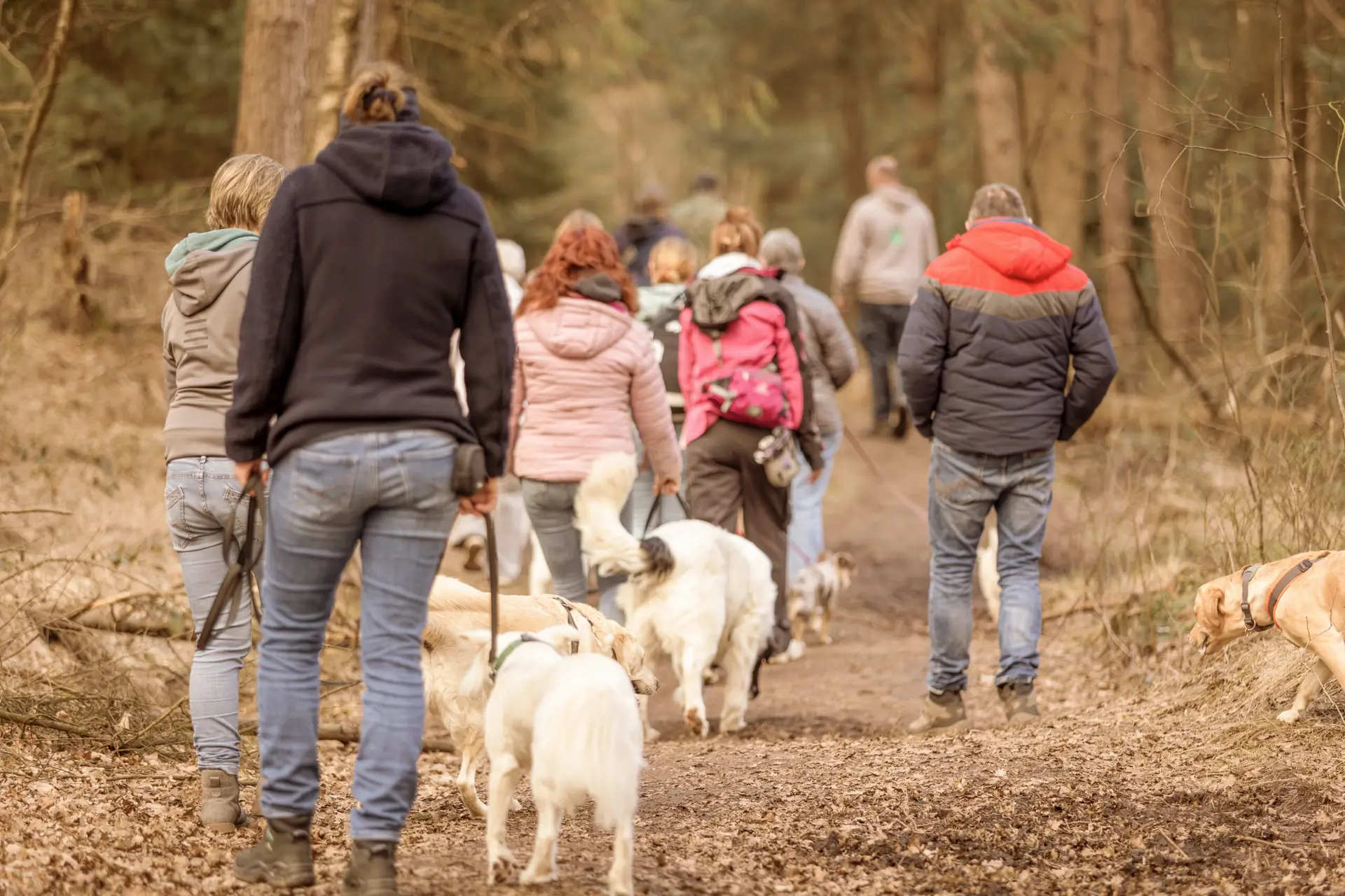 Waldspaziergang mit vielen Teilnehmern. Sog. Social Dog Walk, bei dem sich mehrere Menschen mit ihren Hunden zum spazieren gehen treffen. Auf dem Foto spazieren sie einen Waldweg entlang, Perspektive von hinten