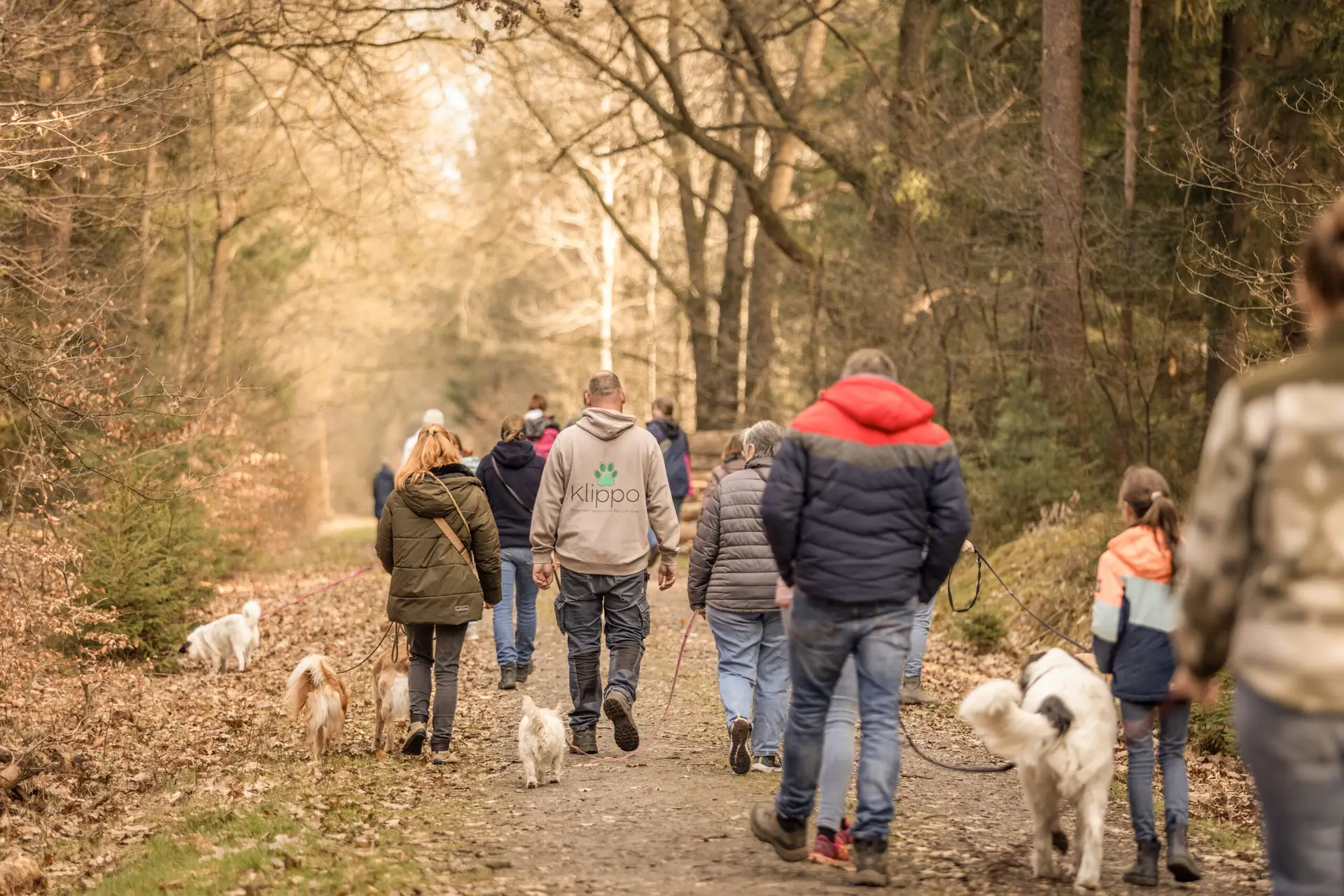 Waldspaziergang mit vielen Teilnehmern. Sog. Social Dog Walk, bei dem sich mehrere Menschen mit ihren Hunden zum spazieren gehen treffen. Auf dem Foto spazieren sie einen Waldweg entlang, Perspektive von hinten